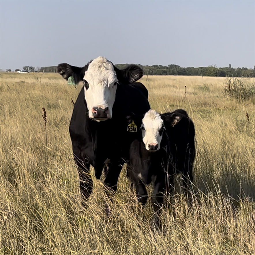 commercial heifers